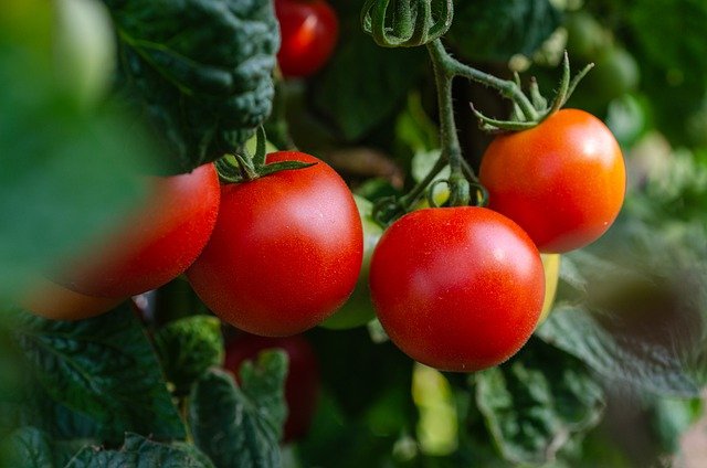 Récoltez les tomates