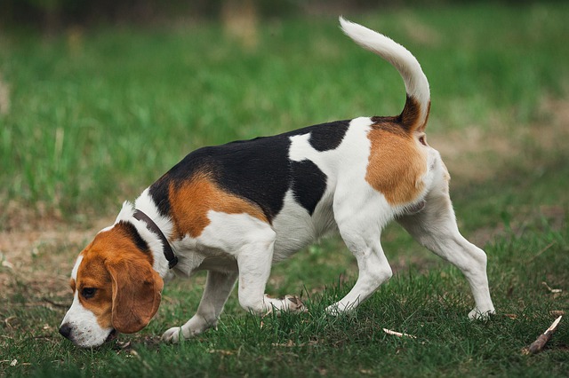 Fiche pratique chien Beagle