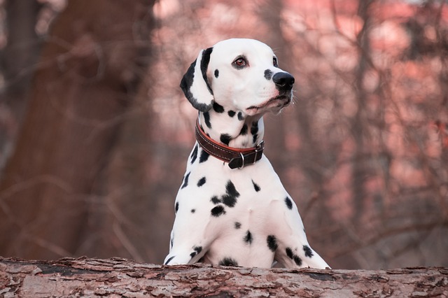 Fiche pratique chien Dalmatien