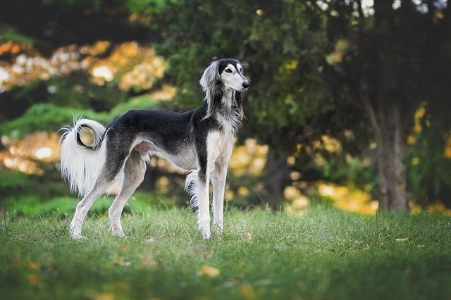 Fiche pratique chien Greyhound