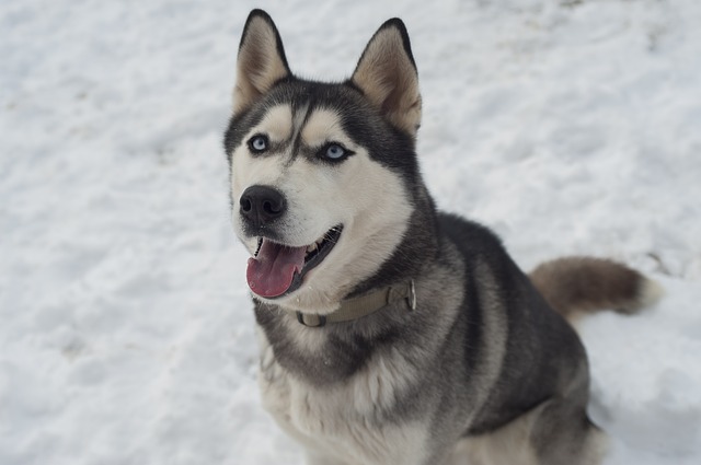 Fiche pratique chien Husky Sibérien