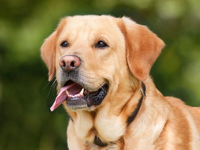 Fiche pratique chien Labrador retriever