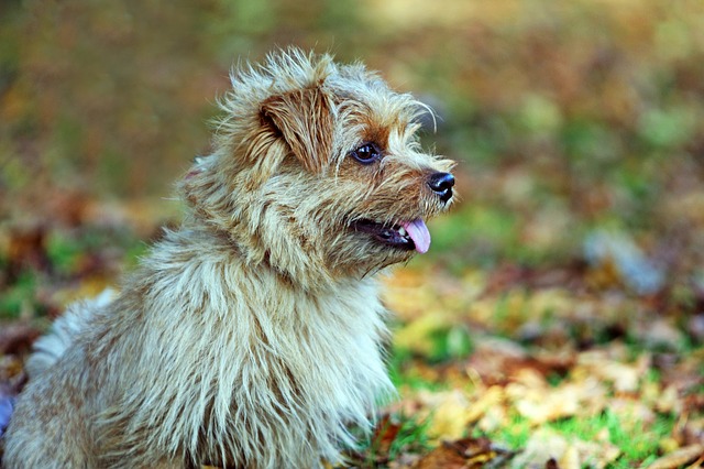 Fiche pratique chien Norfolk Terrier