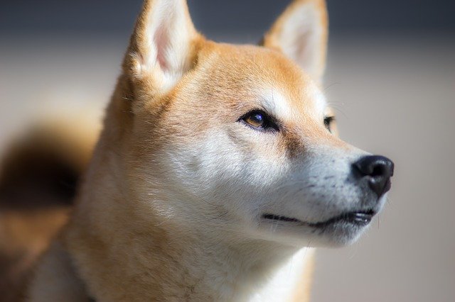 Fiche pratique chien Shiba Inu