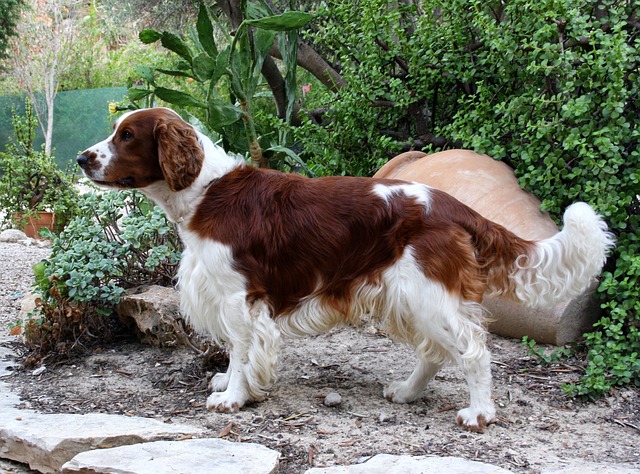 Fiche pratique chien Welsh Springer Spaniel