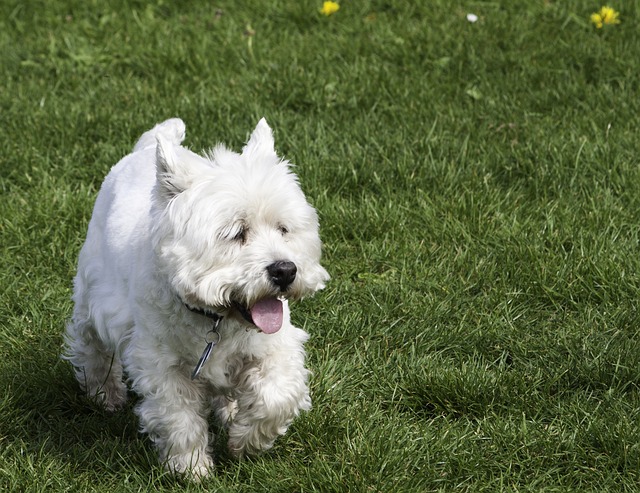Fiche pratique chien West Highland white terrier