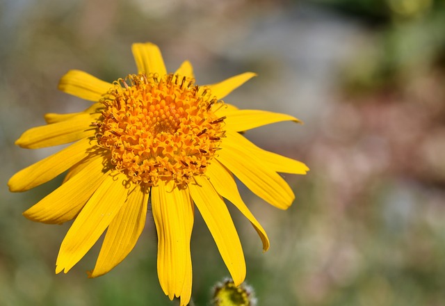 ARNICA DES MONTAGNES, ARNICA MONTANA . Fiches fleurs et plantes