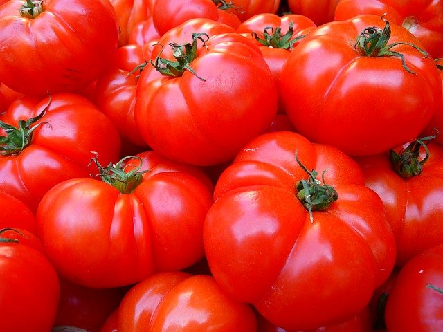 Quand semer, planter et récolter les Tomates ?