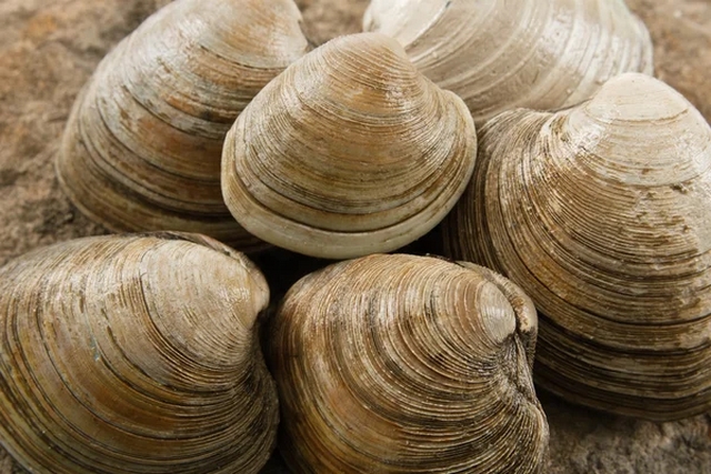 Recettes traditionnelles Bretonnes clams