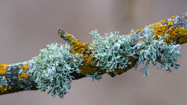 Recettes traditionnelles Bretonnes Gelée de lichen