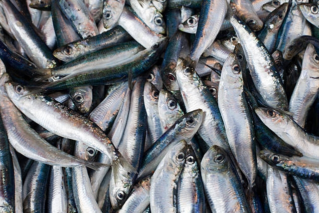 3 Recettes traditionnelles Bretonnes sardines