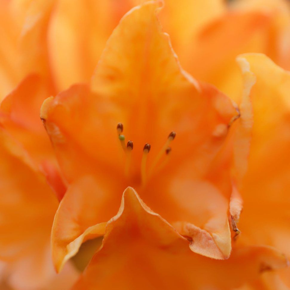 Fleur orange