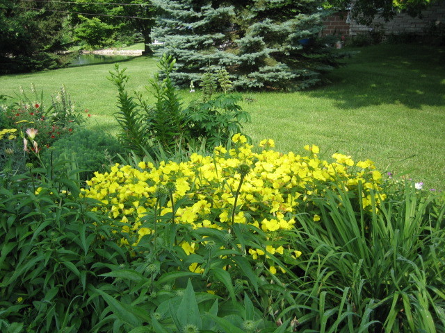 Photo fleurs jaune jardin