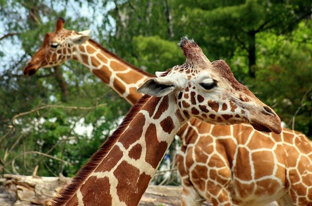 carte postale girafe