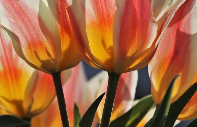 carte postale Tulipe fleur