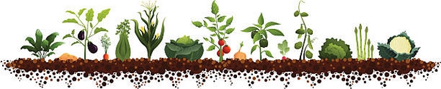 Semis et plantations légumes mois