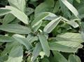 Sauge Salvia officinalis