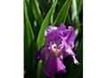 Iris hybride